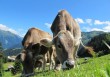 Dove acquisto carne grass-fed? Dove acquisto carne grass-fed?